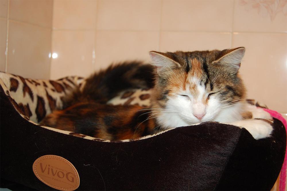 chat