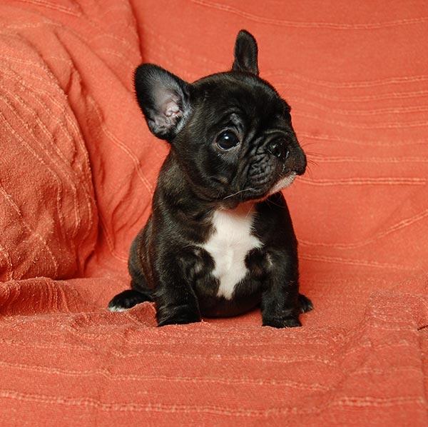bouledogue