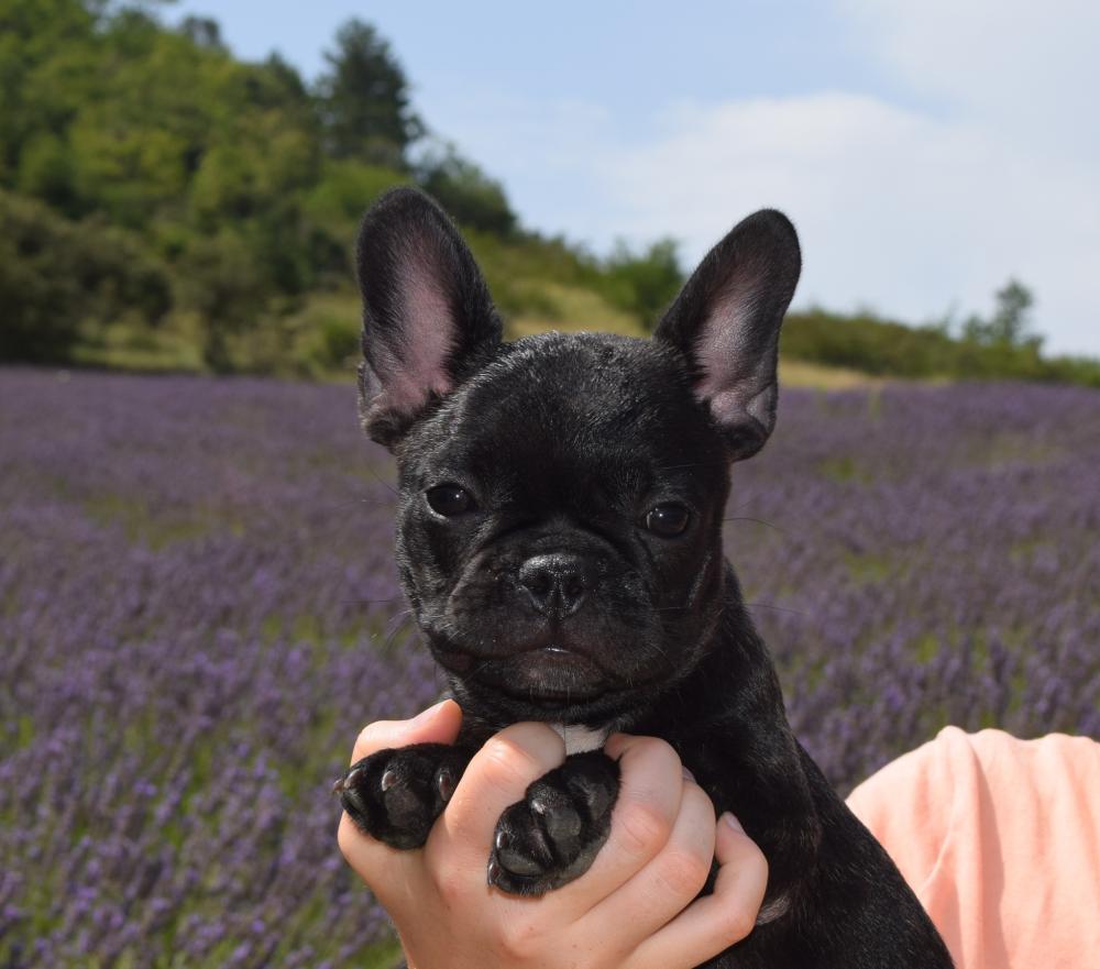 bouledogue