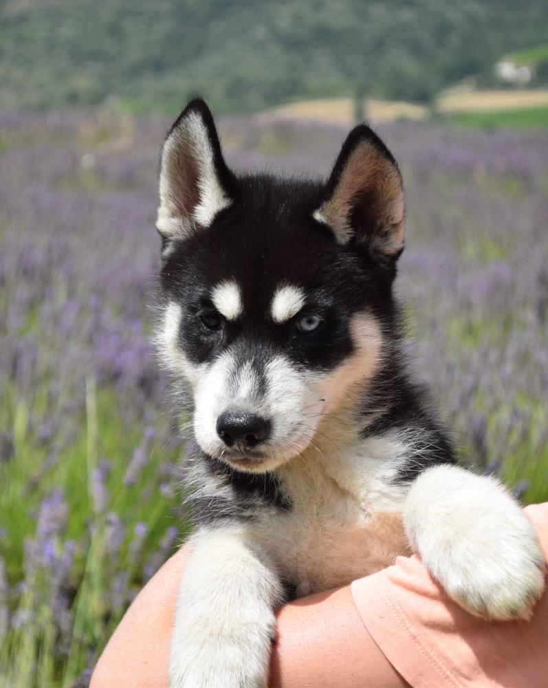 husky