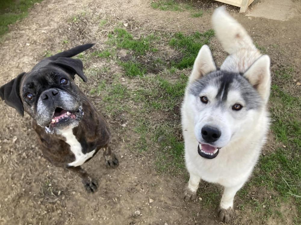 husky et bouledogue
