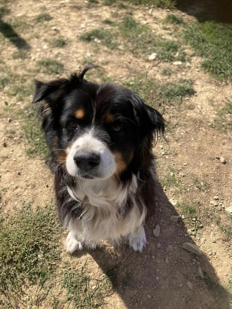 border collie