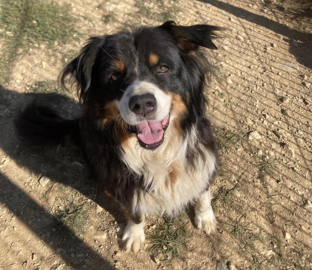 border collie