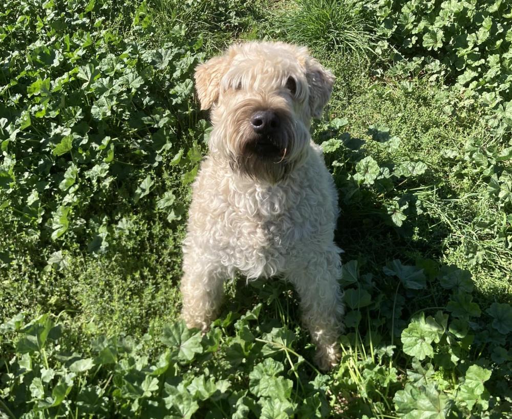 chien en pension