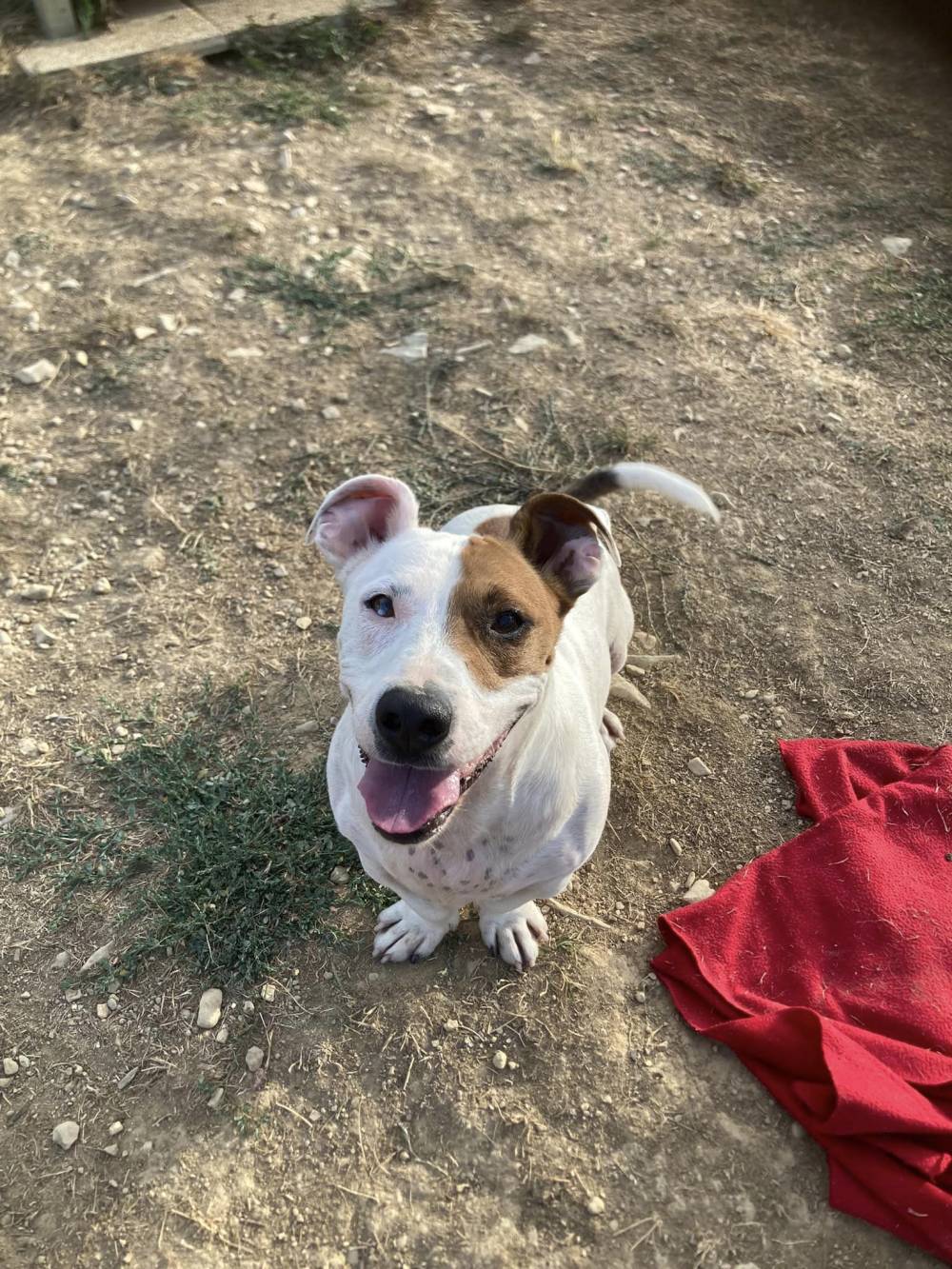 jack russel