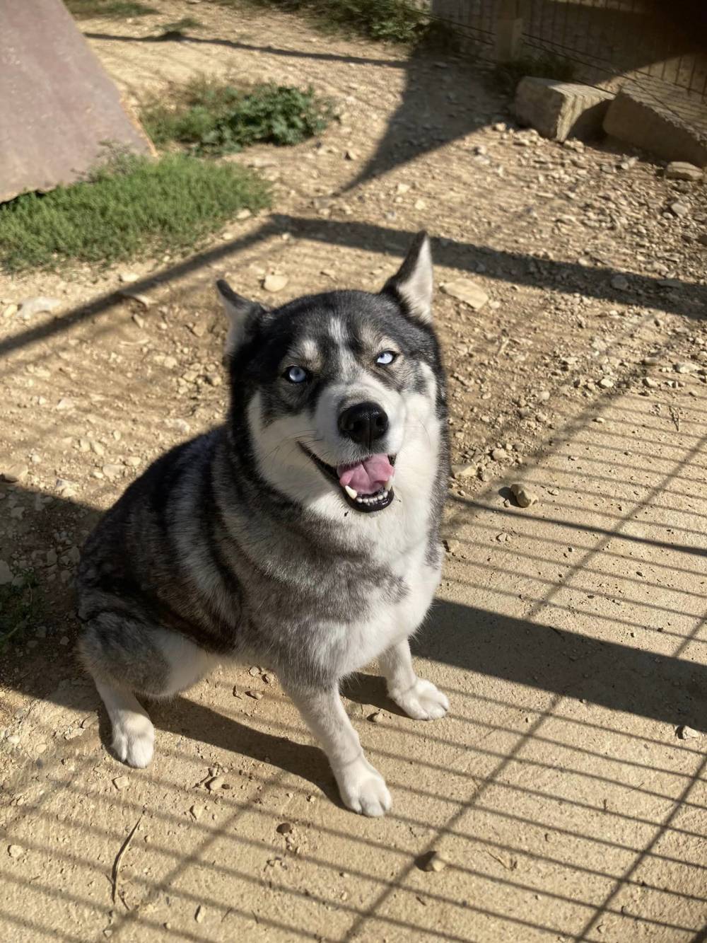 husky