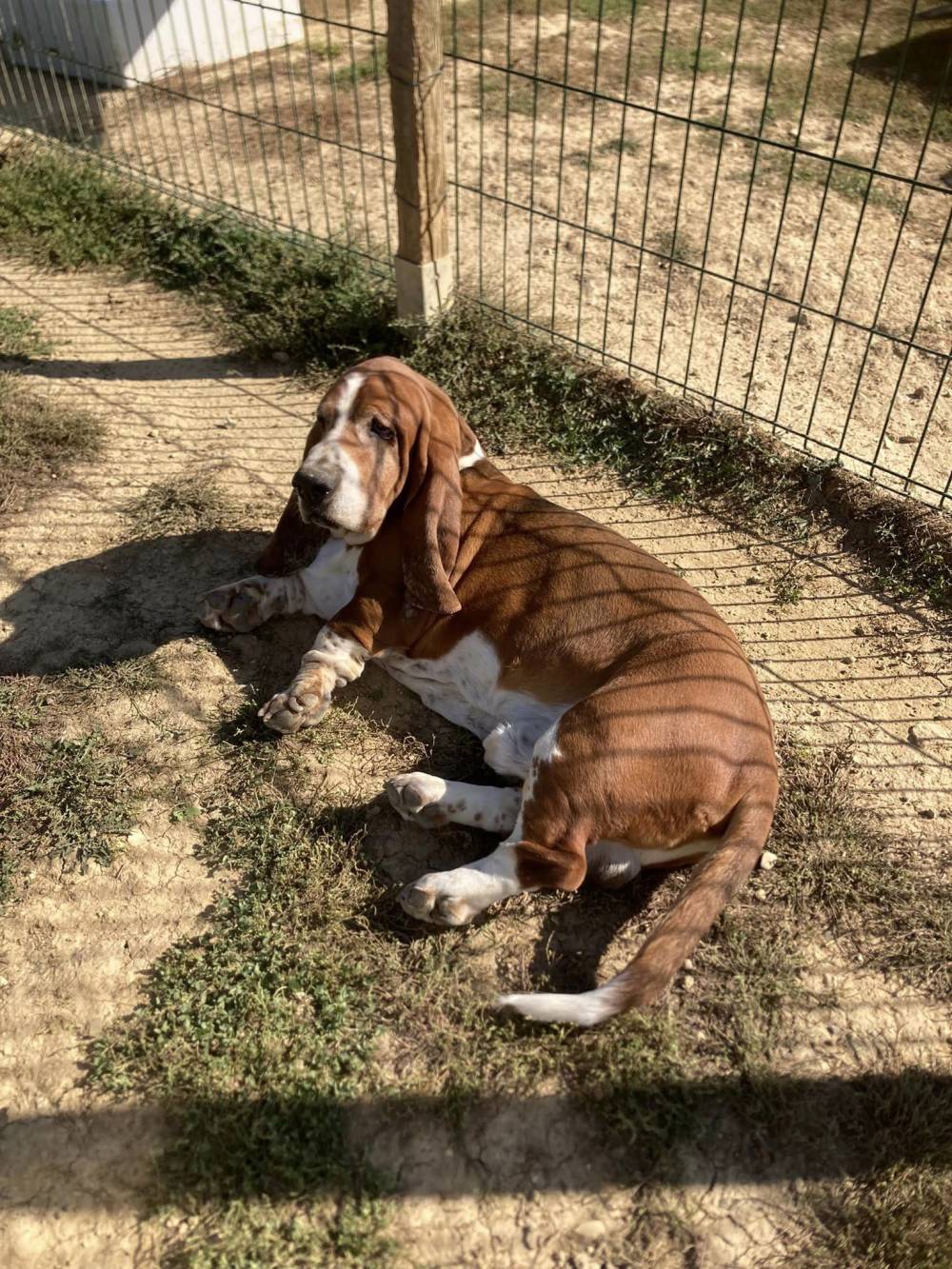 basset