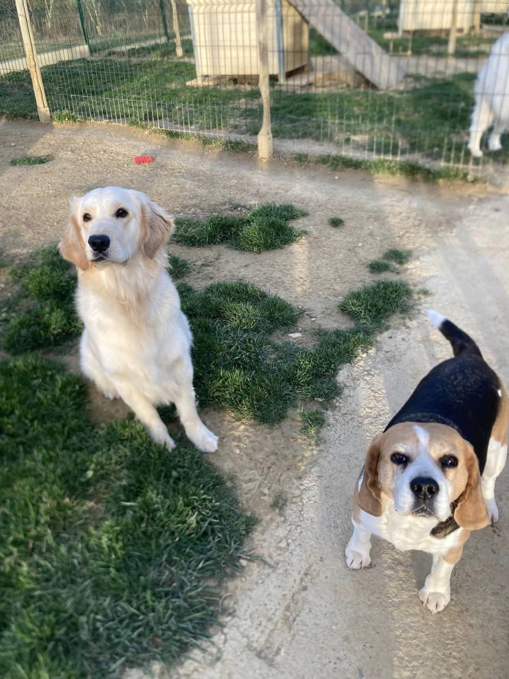 golden retriever et beagle