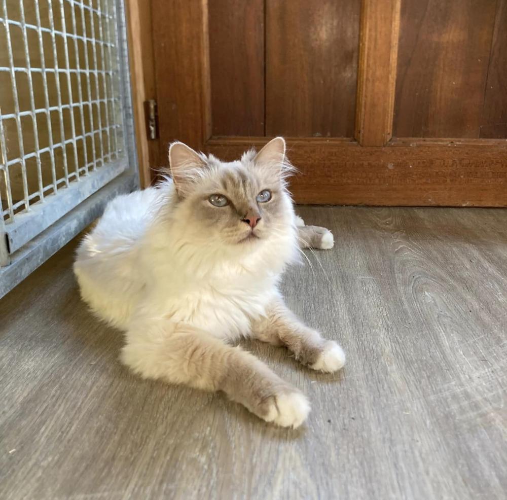 chat
