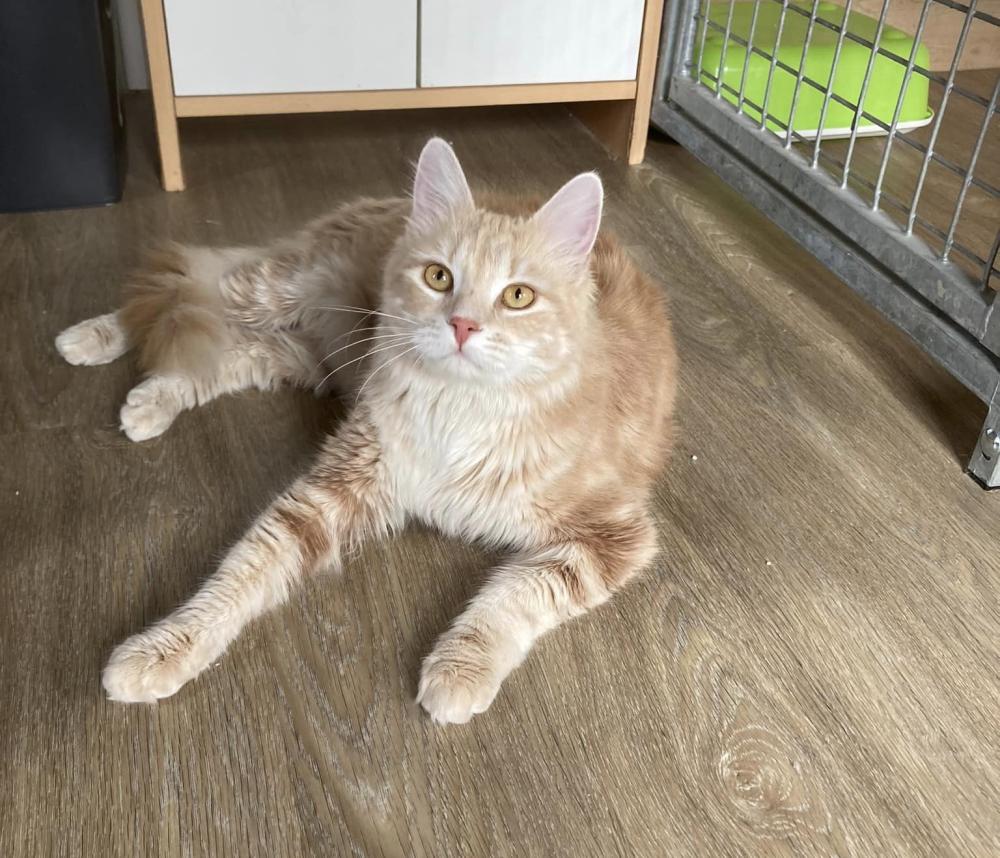 chat
