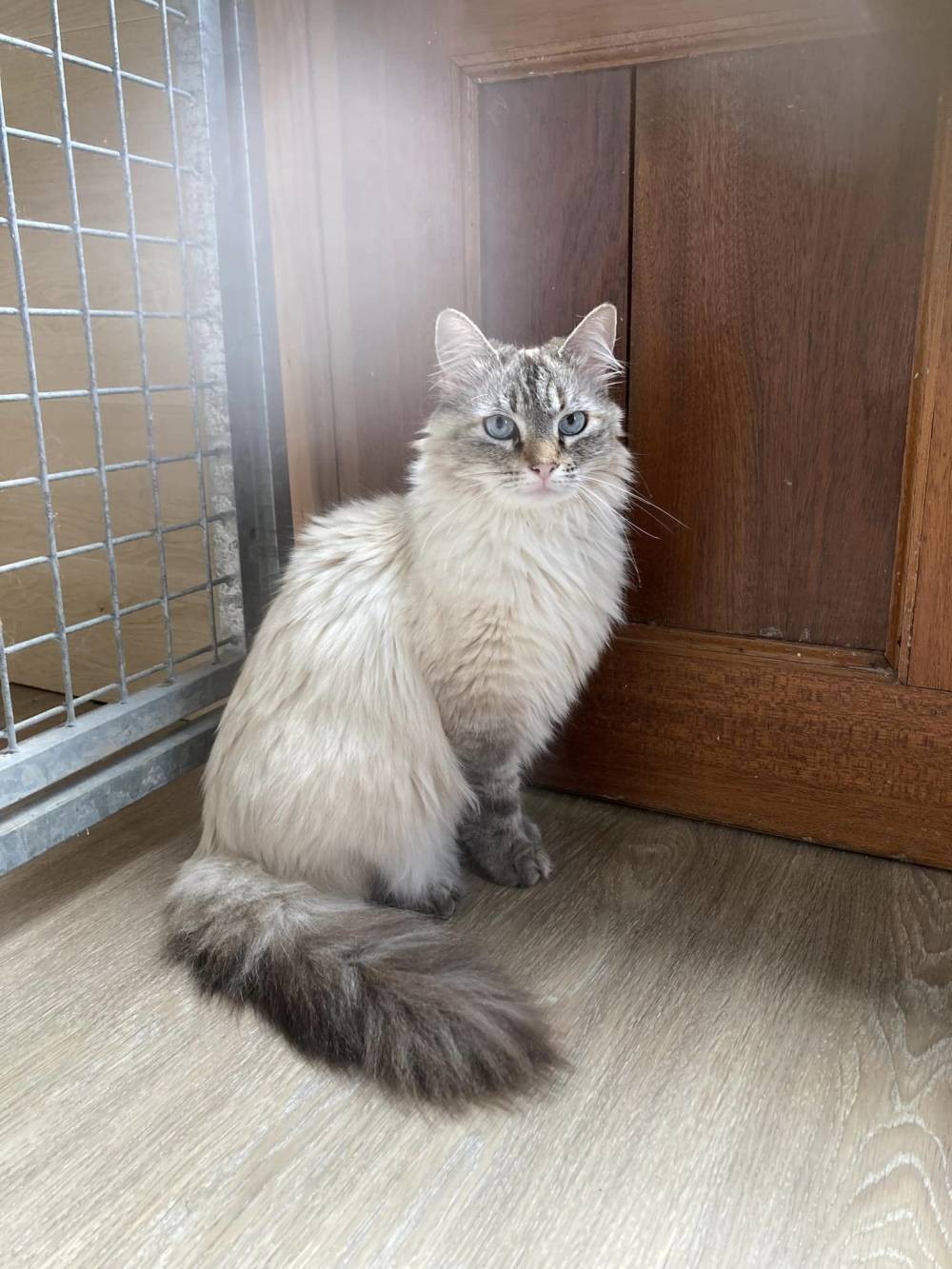 chat