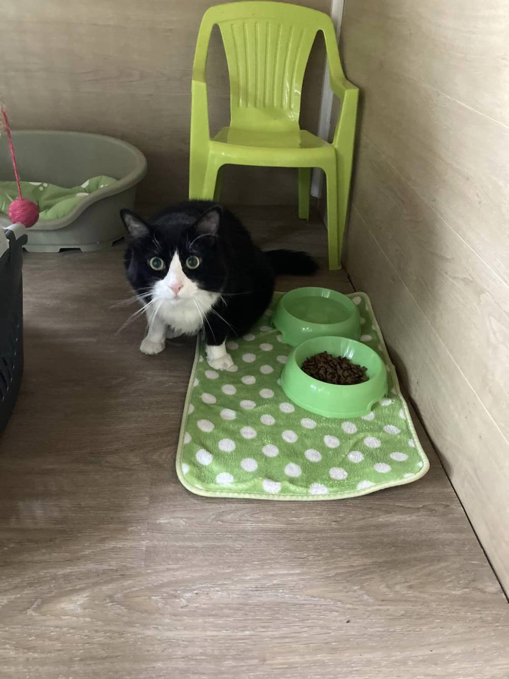chat