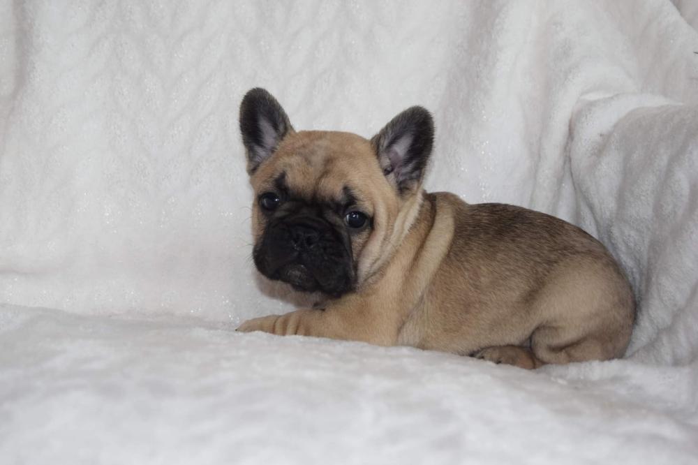 bouledogue