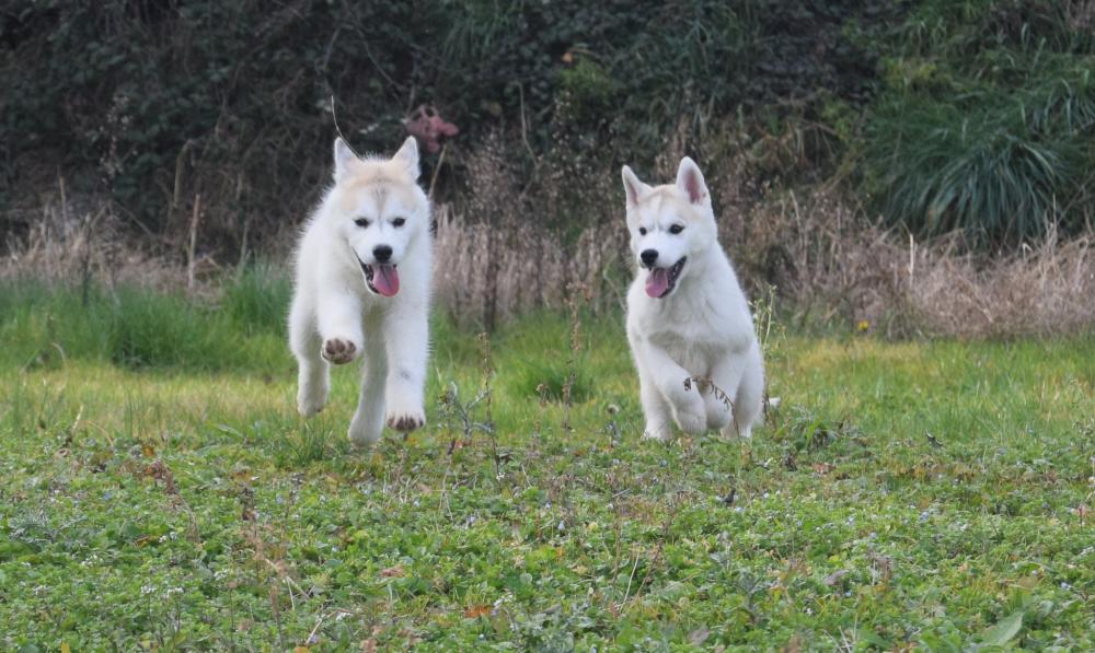 huskys