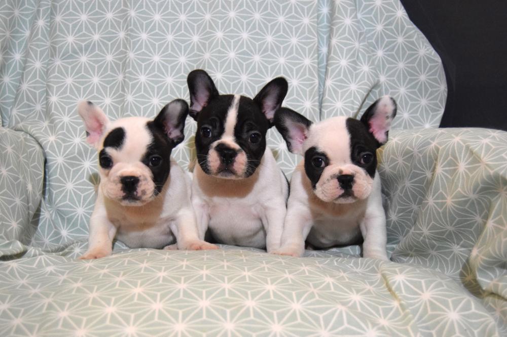 bouledogues