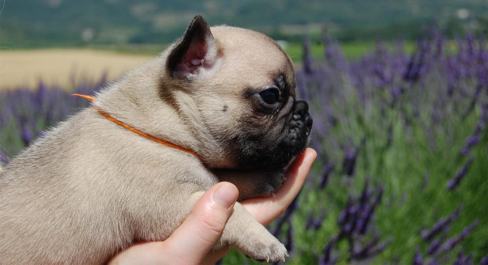 bouledogue