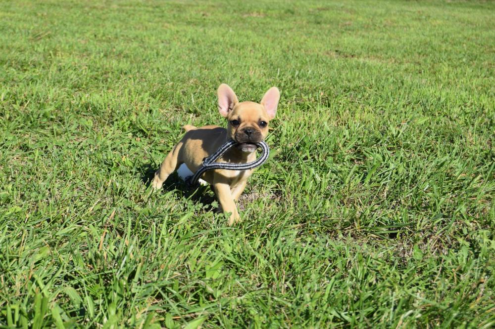 bouledogue