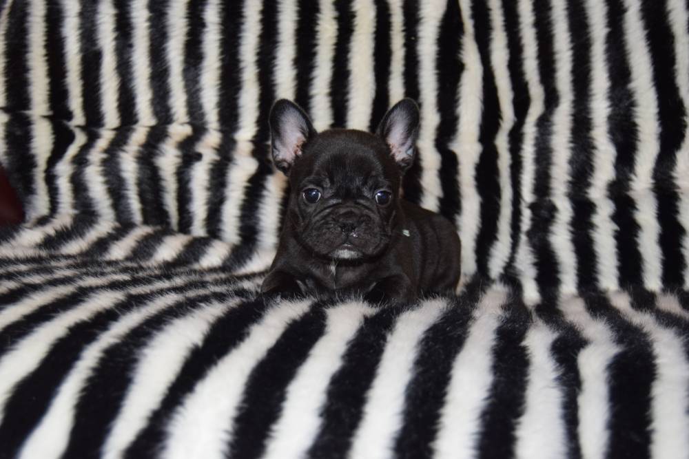 bouledogue