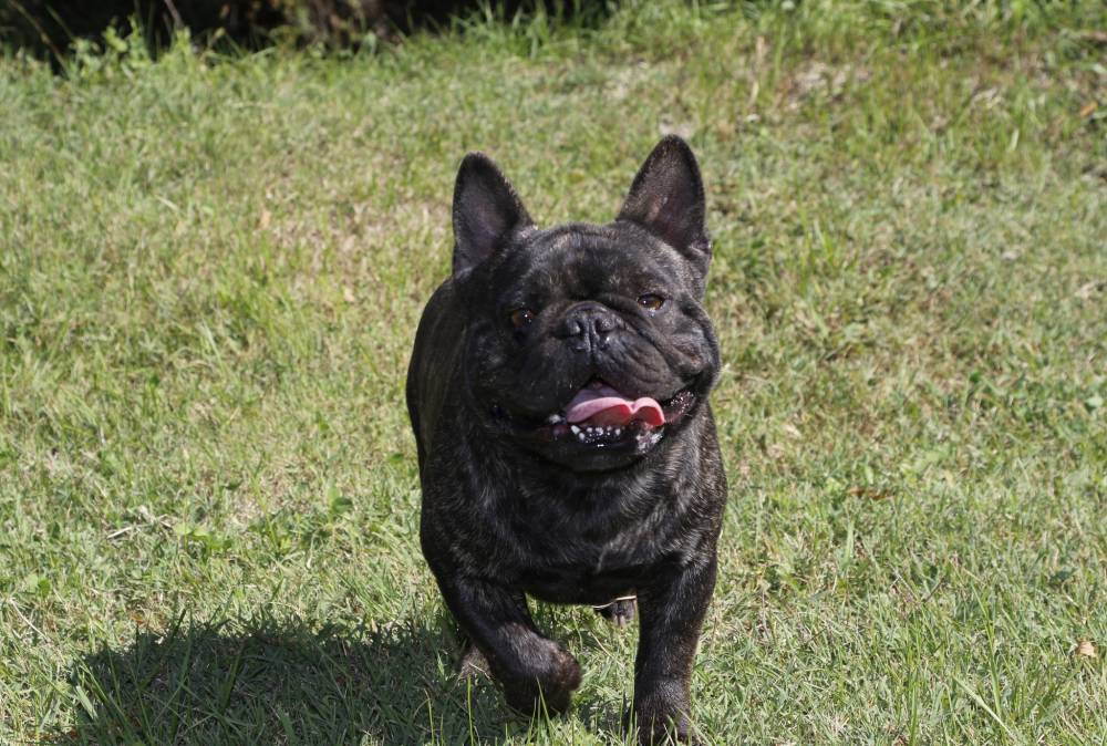 bouledogue