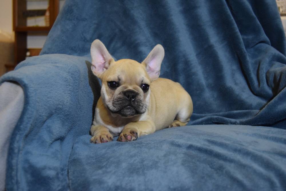 bouledogue