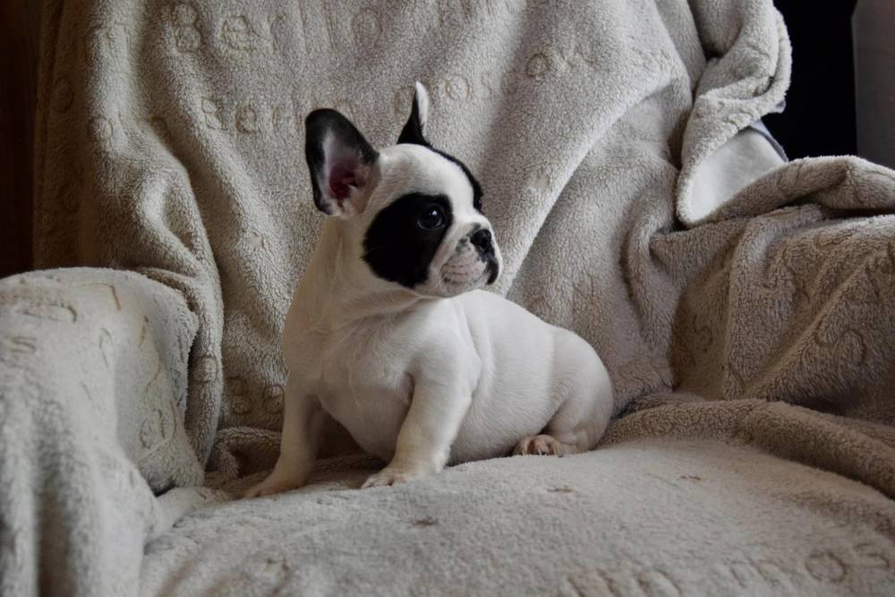 bouledogue