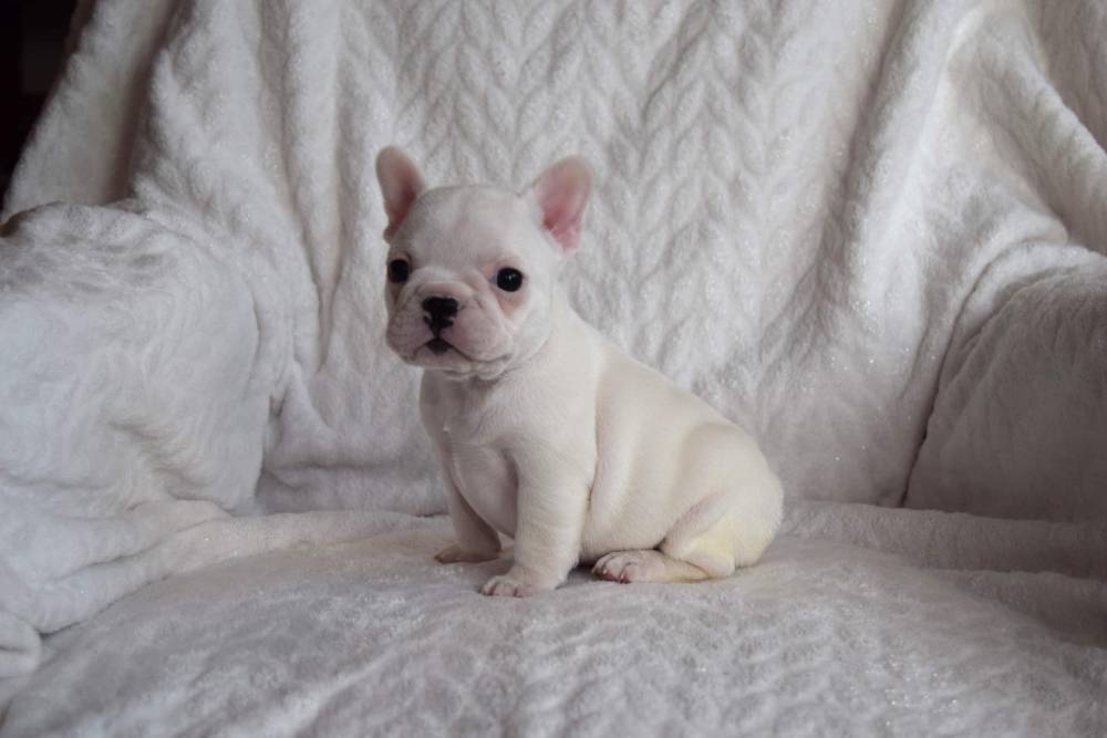 bouledogue