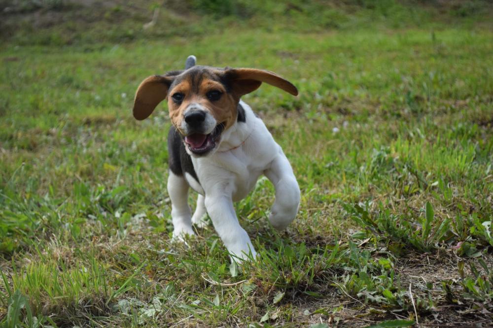 beagle