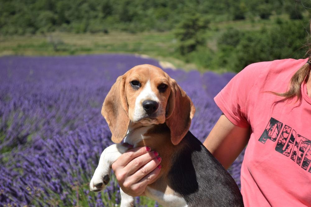 beagle