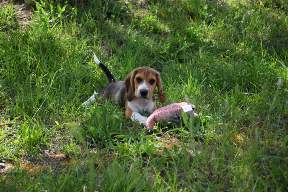 beagle