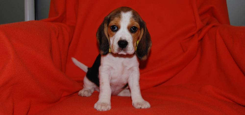 beagle