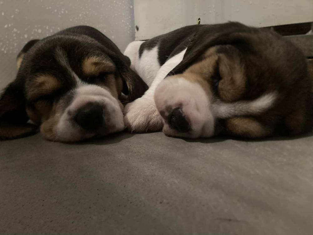 beagles