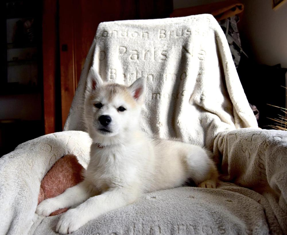 husky
