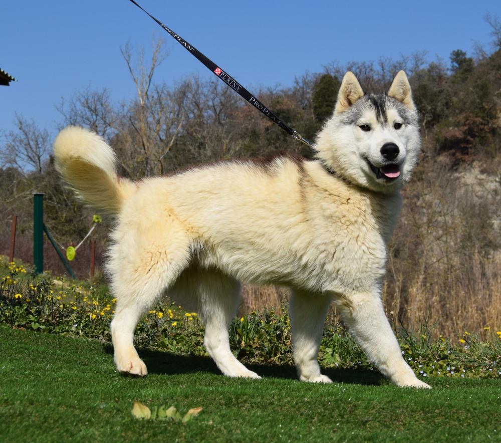 husky