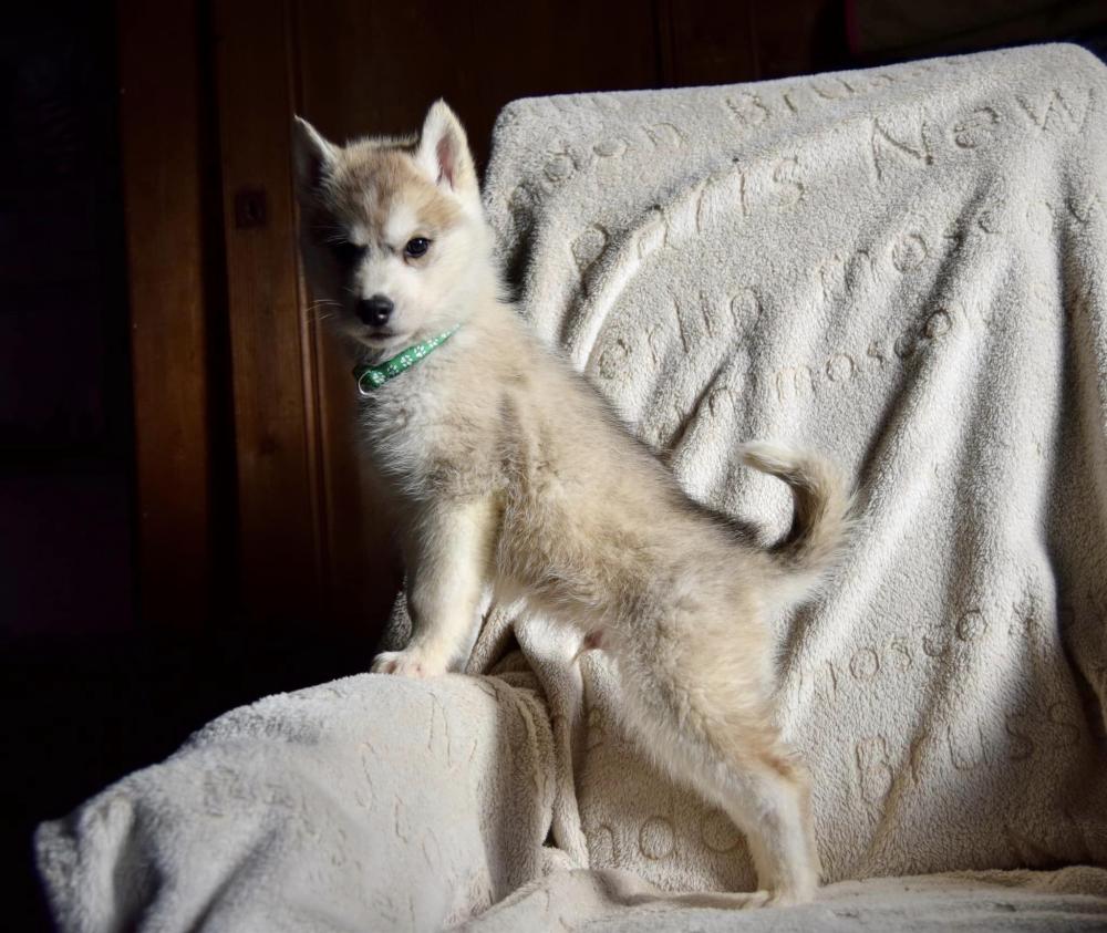 husky