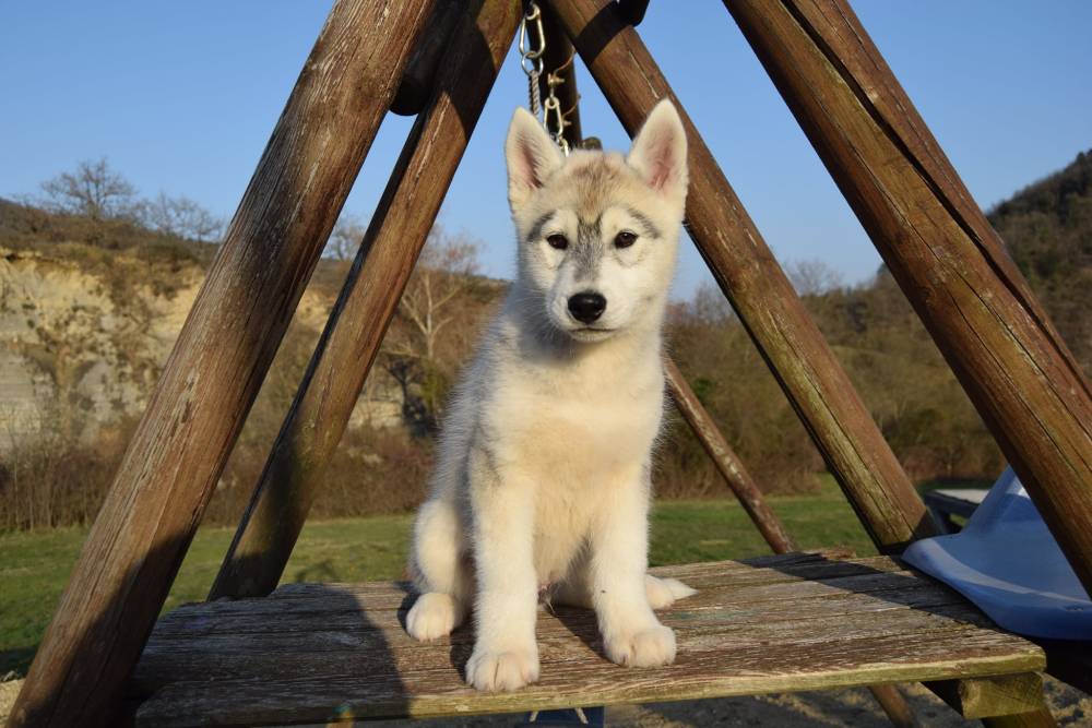 husky