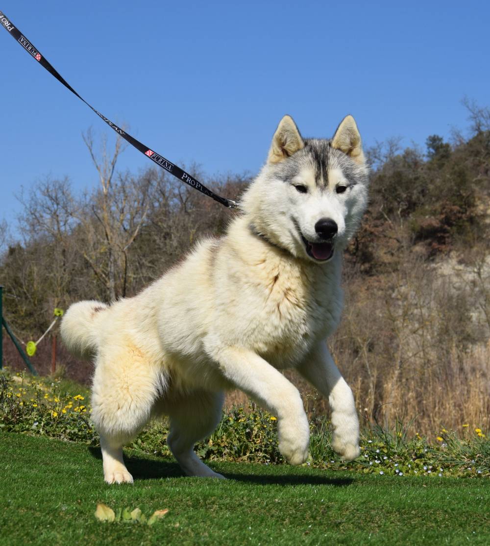 husky