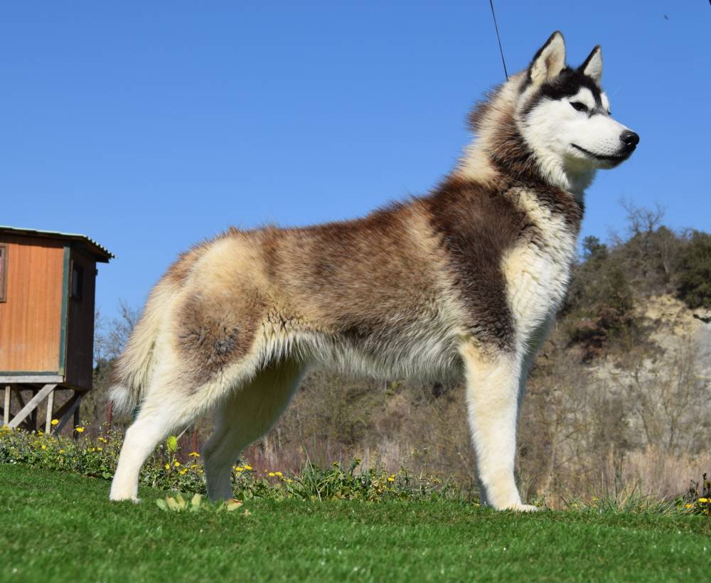 husky