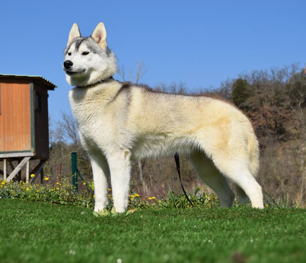 husky