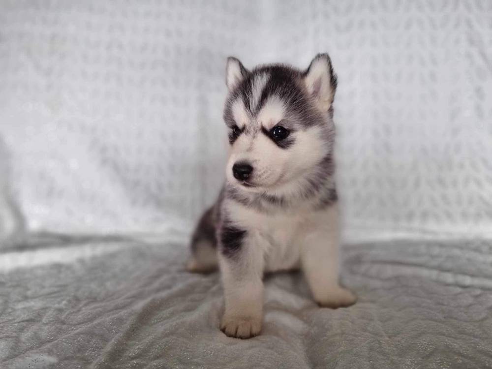 husky