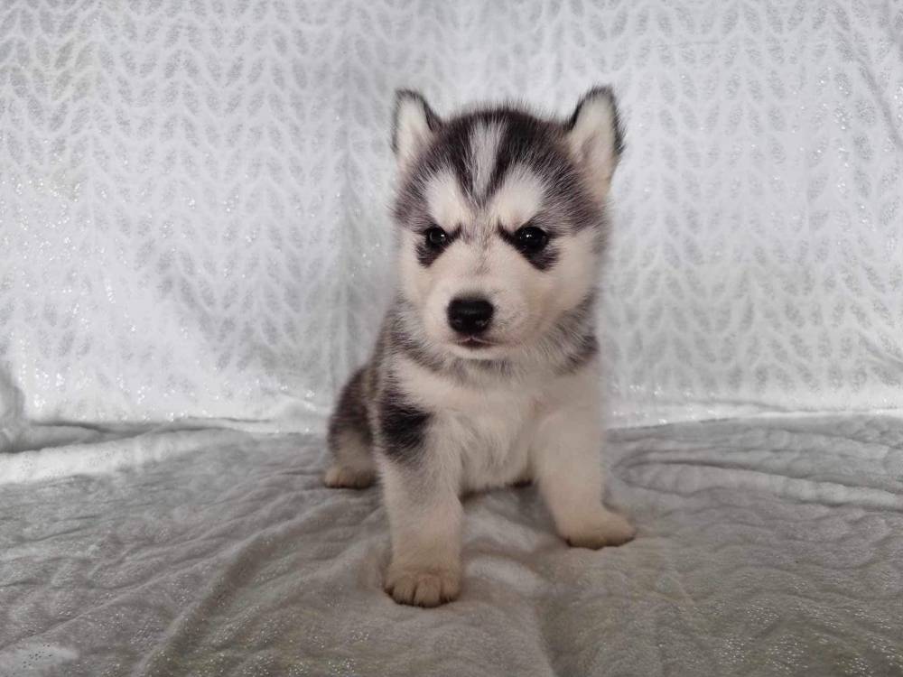 husky