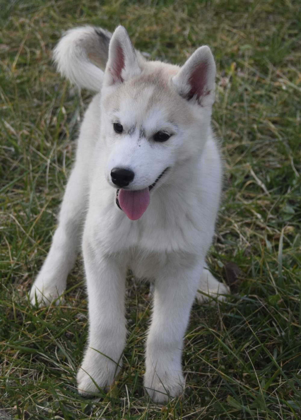 husky