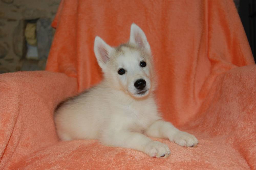 husky