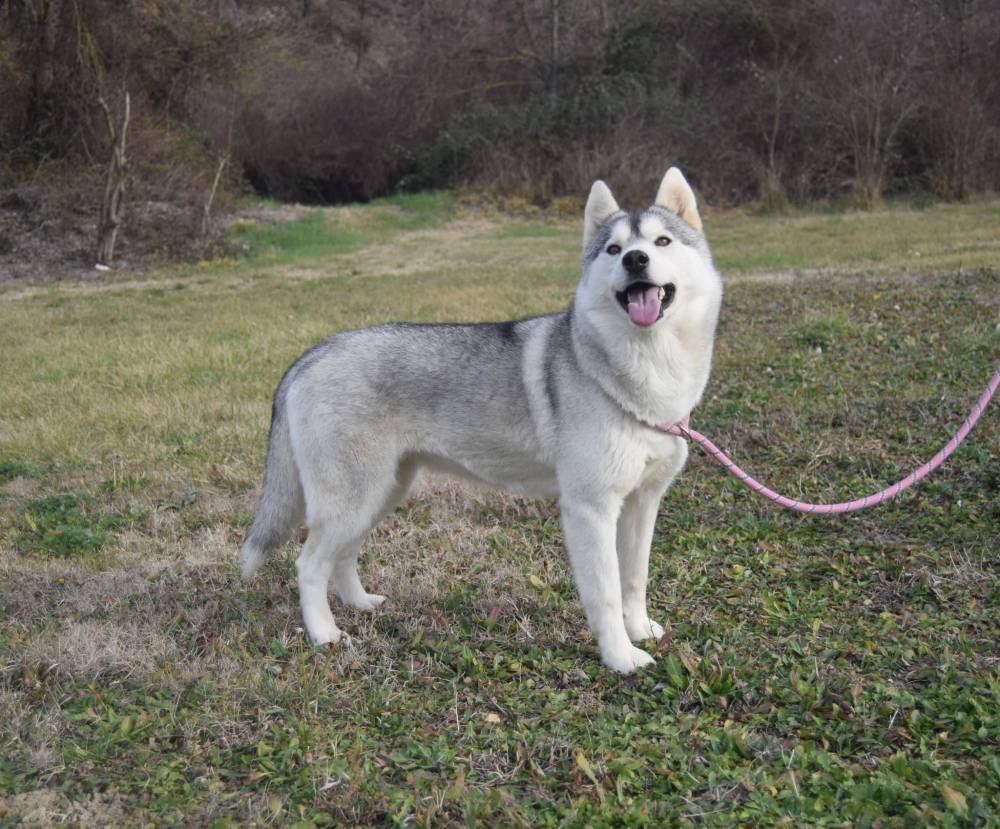 husky